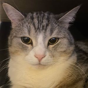 Meet your Posher, Mingrong